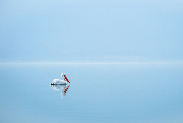 Pelican on clear sea