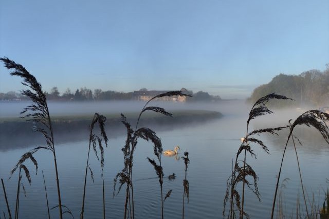 Grasses in fog